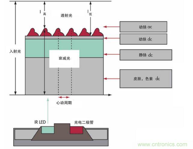 可以用發(fā)光二極管 （LED） 來(lái)照亮皮膚，然后測(cè)量反射到一個(gè)光電二極管的光量來(lái)監(jiān)測(cè)每個(gè)心動(dòng)周期