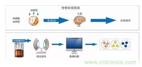 仿生傳感器的定義、原理、分類及應(yīng)用
