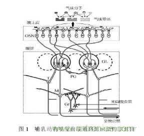 仿生傳感器的定義、原理、分類及應(yīng)用